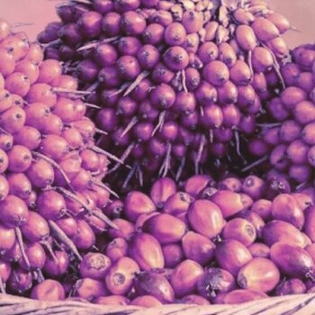 L'olio di batana per la crescita: i 10 migliori consigli